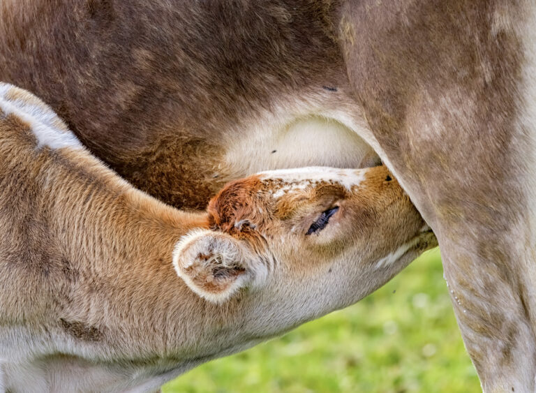 World of Wildlife - Mothers milk